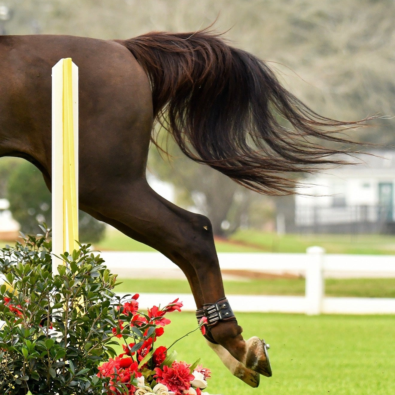 Back legs and tail of a horse shown jumping over a floral obstacle